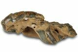 Fossil Mud Lobster (Thalassina) - Gunn Poin, Australia #307769-1